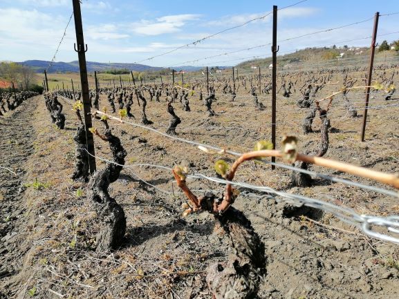 vignes_2_ok.jpg
