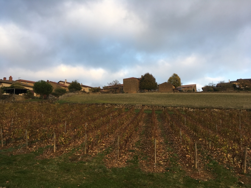 Vignes dans le Beaujolais vignes-beaujolais.jpg